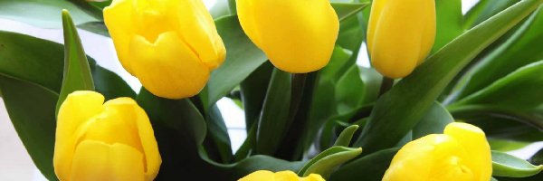 Tulipany, Listki, Zielone, Żółte
