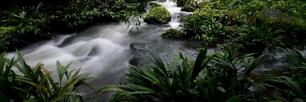 Dżungla, Kamienie, Strumień, Kostaryka, Roślinność