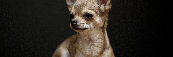 Maści, Beżowej, Chihuahua