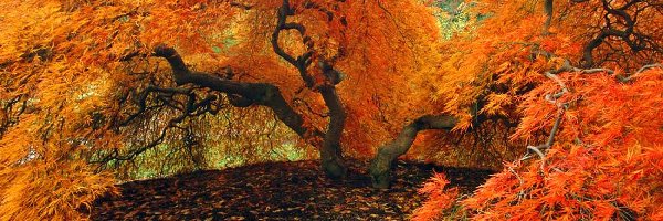 Jesienią, Drzewa