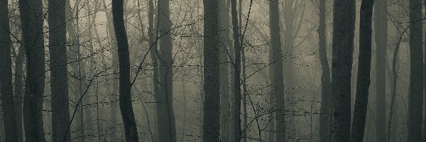 Mgła, Mrok, Drzewa