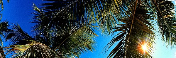 Palm, Słoneczne, Promienie, Liście