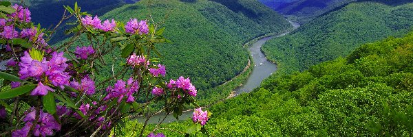 Rzeka, Rododendron, Kwitnący, Góry