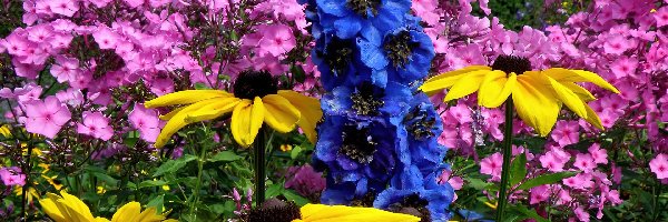 Kwiaty, Ogrodowe, Kolorowe