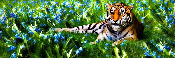 Tygrys, Trawa, Kwiaty, Leżący