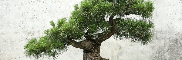 Bonsai, Drzewko
