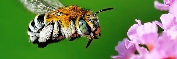 Lot, Kwiatek, Pszczoła