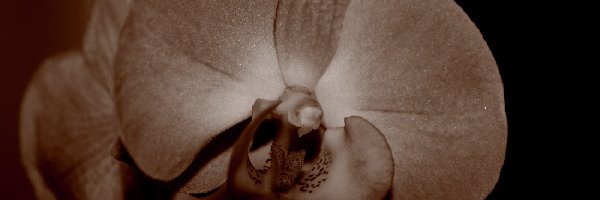 Sepia, Storczyk, Kwiat