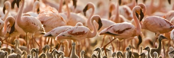 Tanzania, Pisklęta, Flamingi