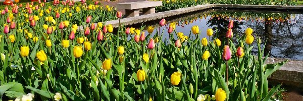 Tulipany, Kolorowe, Park