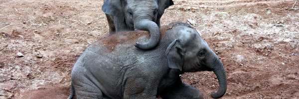 Słonie, Małe, Dwa