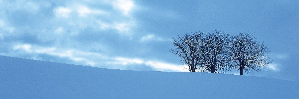 Drzewa, Zaspy, Mróz, Śnieg