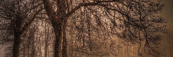 Park, Liście, Drzewa, Jesień, Mgła