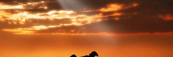 Galop, Zachód Słońca, Chmury, Konie