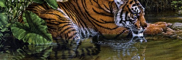 Odpoczynek, Woda, Tygrys