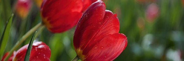 Tulipany, Wody, Krople, Czerwone