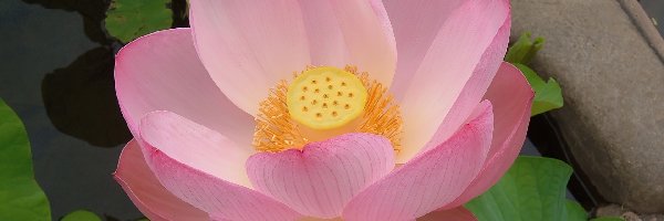 Lotosu, Kwiat