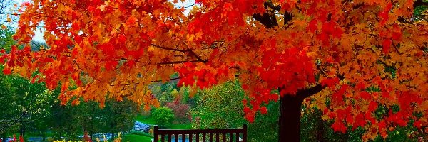 Drzewo, Liście, Kolorowe, Jesień, Ławka