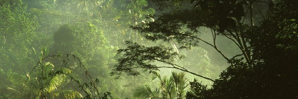 Dżungla, Las, Drzewa
