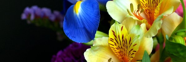 Irys, Alstremerie, Żółte, Kwiaty