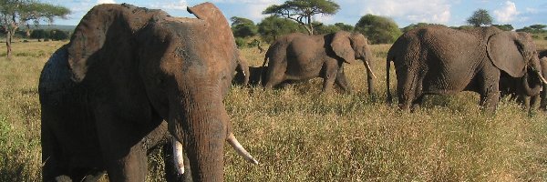 Słonie, Trawa, Sucha, Serengeti, Chmurki