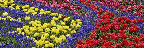 Kolorowe, Szafirki, Tulipany, Kwiaty