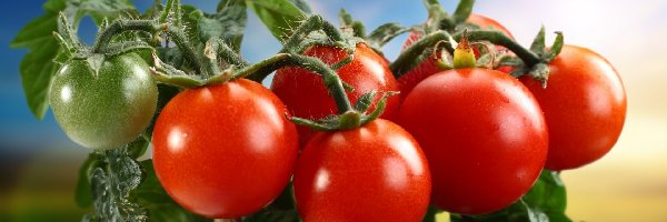 Pomidorów, Dorodnych, Gałązka