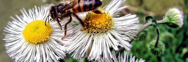 Pszczoła, Przymiotno