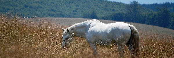 Trawa, Koń, Biały