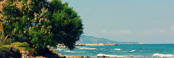 Drzewo, Grecja, Zakynthos, Morze