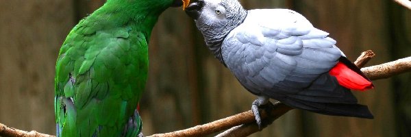 Papugi, Popielata Żako, Zielona, Dwie