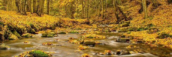 Las, Potok, Jesienią, Piękny
