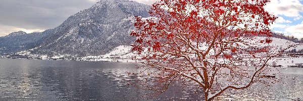 Śnieg, Ławka, Drzewo