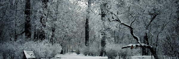 Drzewa, Zima, Ławka, Park