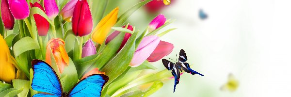 Tekstura, Motyle, Tulipany