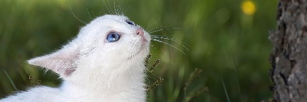 Biały, Niebieskie, Kot, Drzewo, Oczy