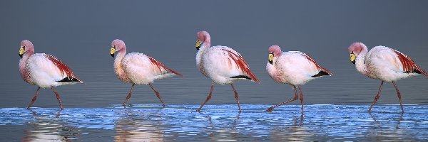 Brodzące, Boliwia, Laguna, Flamingi