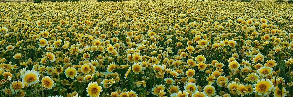 Polne, Zachód, Kwiaty, Carrizo Plain National Monument, Słońca