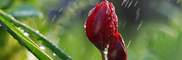 Deszcz, Tulipan