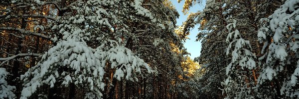 Zima, Ośnieżone, Las, Ścieżka, Drzewa