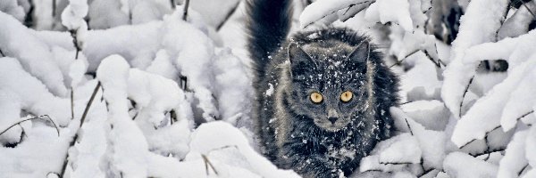 Śnieg, Gałązki, Kot