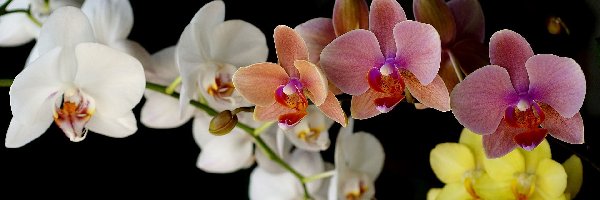 Orchidea, Kolorowa