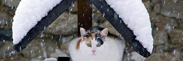 Zima, Śnieg, Daszek, Kot