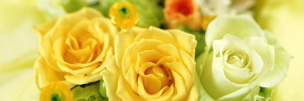 Żółte, Białe, Róże