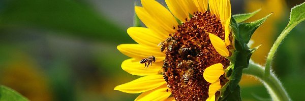 Nektar, Pszczoły, Słonecznik