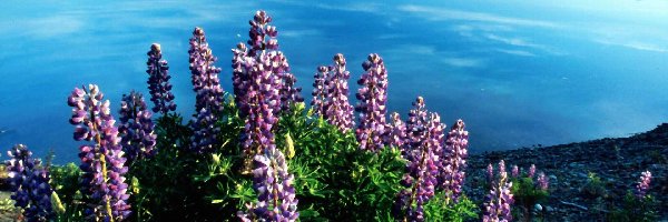 Jezioro, Alaska, Vitus, Kwiatki