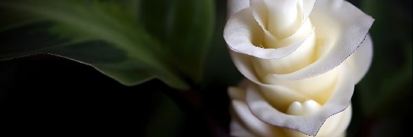 Kwiat, Biały