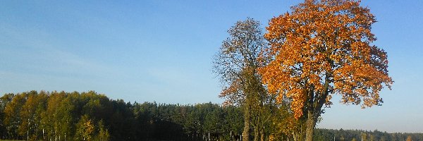 Drzewa, Przydrożne, Jesień
