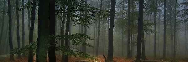 Mgła, Drzewa, Las