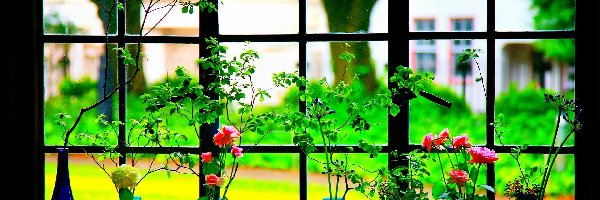 Okno, Rośliny, Wazoniki, Widok, Róże
